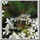 Tenthredo omissa - Blattwespe w02.jpg